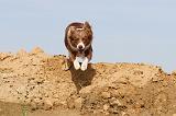 BORDER COLLIE 477
